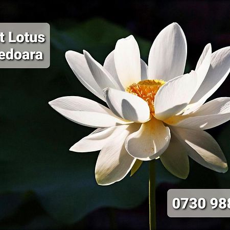Night Lotus Apartment Hunedoara Exterior foto