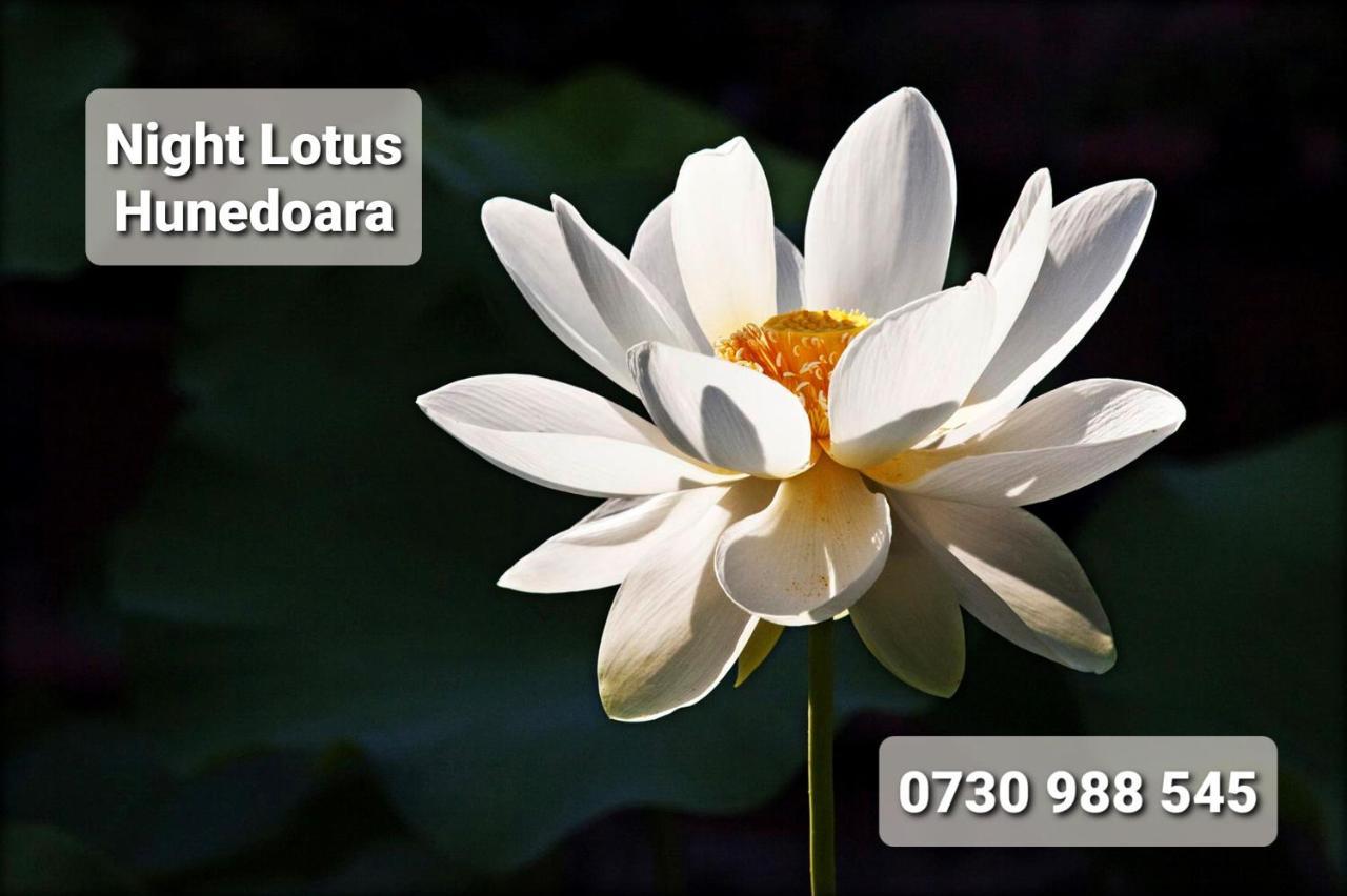 Night Lotus Apartment Hunedoara Exterior foto